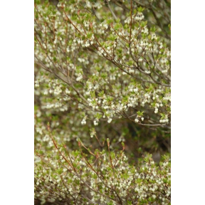 Enkianthus perulatus  - White Enkianthus