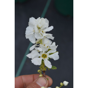 Exochorda x Snowday™ 'Blizzard' PP 23329 - Snowday™ Blizzard Pearlbush