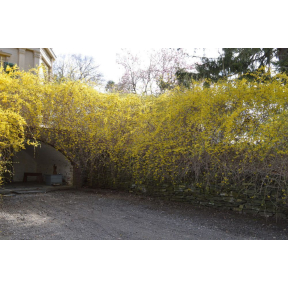Forsythia sp. - Forsythia