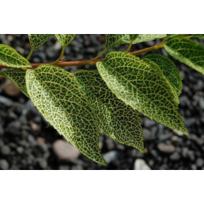 Forsythia viridissima var. koreana 'Kumson'  - Kumson Forsythia