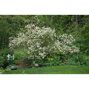 Fothergilla x intermedia - Hybrid Fothergilla
