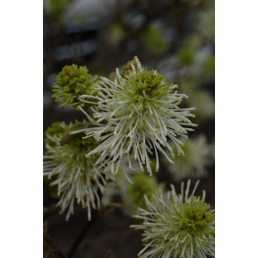 Fothergilla x intermedia 'Mt. Airy' - Mt Airy Hybrid Fothergilla