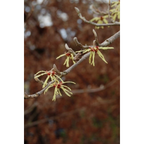 Hamamelis japonica - Japanese Witch Hazel