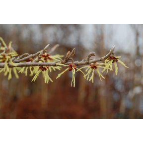 Hamamelis japonica 'Falling Stars' - Falling Stars Japanese Witch Hazel