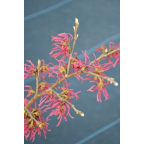 Hamamelis japonica ‘Tsukubana Kurreani' ('Shibamichi Red') - Tsukubana Kurreani Japanese Witch Hazel