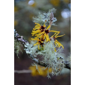 Hamamelis mollis - Chinese Witch Hazel