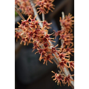 Hamamelis vernalis - Vernal Witch Hazel