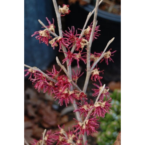Hamamelis vernalis 'Amethyst' - Amethyst Vernal Witch Hazel