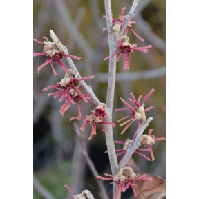 Hamamelis vernalis ‘KLMNN’ Grape Fizz™ - Grape Fizz™ Vernal Witch Hazel