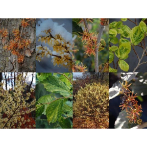 Hamamelis virginiana - Common Witch Hazel