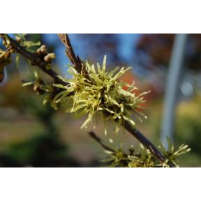 Hamamelis virginiana 'Harvest Moon' - Harvest Moon Common Witch Hazel