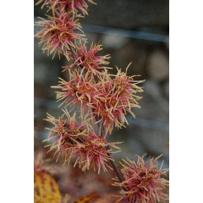 Hamamelis virginiana 'Mohonk Red' - Mohonk Red Common Witch Hazel