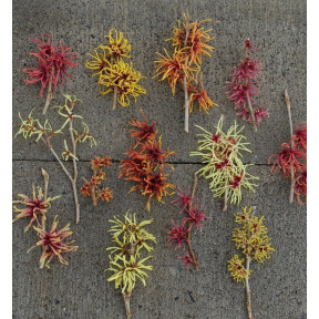 Hamamelis x intermedia - Hybrid Witch Hazel