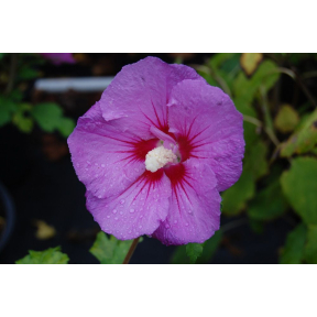 Hibiscus syriacus  - Rose-of-Sharon