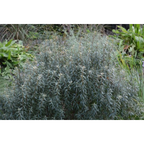 Hippophae rhamnoides - Seabuckthorn