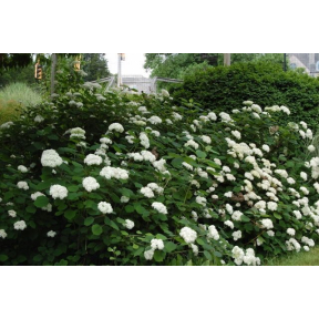 Hydrangea arborescens - Smooth Hydrangea