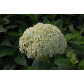Hydrangea arborescens 'Annabelle' - Annabelle Smooth Hydrangea