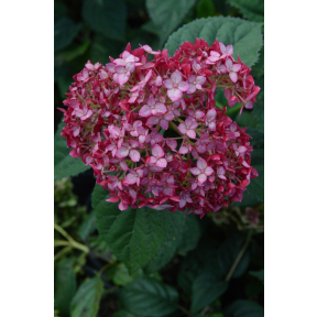 Hydrangea arborescens 'NCHA3’ Invincibelle® Ruby PPAF - Invincibelle® Ruby Smooth Hydrangea