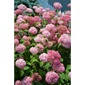 Hydrangea arborescens 'NCHA1’ Invincibelle™ Spirit PPAF - Invincibelle™ Spirit Smooth Hydrangea