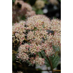 Hydrangea arborescens 'Pink Pincushion' - Pink Pincushion Smooth Hydrangea