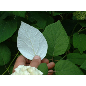 Hydrangea arborescens ssp. radiata 'Samantha' - Samantha Smooth Hydrangea