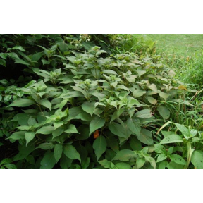Hydrangea involucrata  - Bracted Hydrangea 