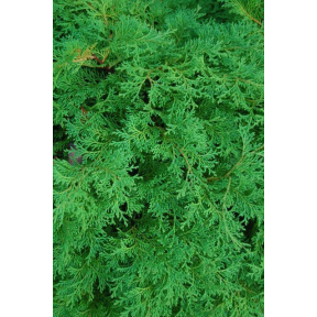 Chamaecyparis obtusa 'Pygmaea Aurescens' - Pygmaea Aurescens Hinoki Cypress