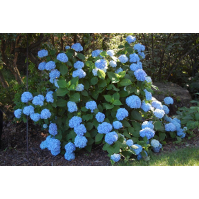 Hydrangea macrophylla - Bigleaf Hydrangea