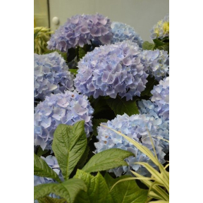 Hydrangea macrophylla 'Bailmer' Endless Summer™ PP 15298 - Endless Summer™ Bigleaf Hydrangea