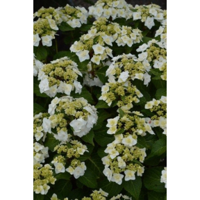 Hydrangea macrophylla 'Dancing Snow'  PP 21052  - Dancing Snow Bigleaf Hydrangea