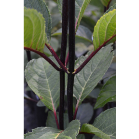 Hydrangea macrophylla 'Horabstra' Abracadabra® Star PP 21636 - Abracadabra® Star Bigleaf Hydrangea