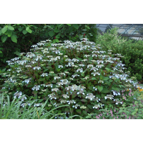 Hydrangea macrophylla 'Lady in Red'  PP 15175 - Lady in Red Bigleaf Hydrangea
