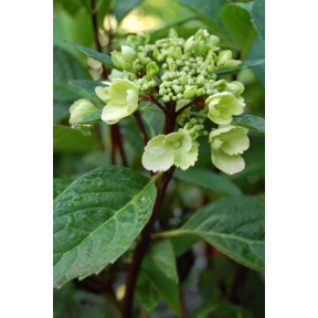 Hydrangea macrophylla 'HYMMADII' Midnight Dutchess® PP 18282 - Midnight Dutchess® Bigleaf Hydrangea
