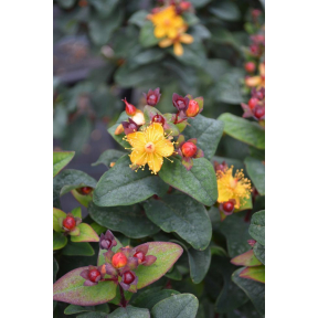 Hypericum androsaemum 'Kolmuni' - Kolmuni Purpleleaf Tutsan