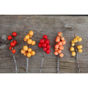 Ilex verticillata - Winterberry Holly