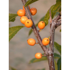 Ilex verticillata 'Chrysocarpa' - Yellow Winterberry Holly 