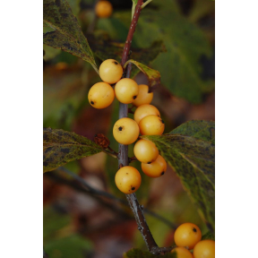 Ilex verticillata 'Golden Verboom' - Golden Verboom Winterberry Holly 