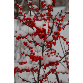 Ilex verticillata 'Maryland Beauty' - Maryland Beauty Winterberry Holly
