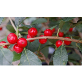 Ilex verticillata 'Red Sprite' - Red Sprite Winterberry Holly