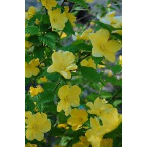 Kerria japonica - Japanese Rose