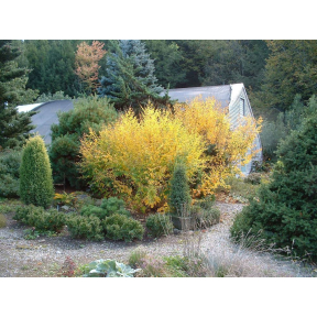 Lespedeza bicolor - Bush Clover