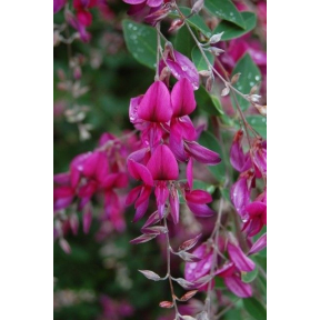 Lespedeza thunbergii 'Gibralter' - Gibralter Bush Clover