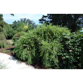 Ligustrum sinense - Chinese Privet