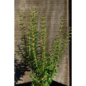 Ligustrum sinense 'Wimbei' - Wimbei Chinese Privet