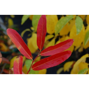 Lindera angustifolia (Lindera glauca var. salicifolia) - Asian Spicebush