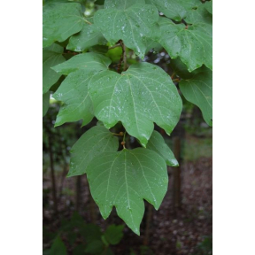 Lindera obtusiloba - Japanese Spicebush 