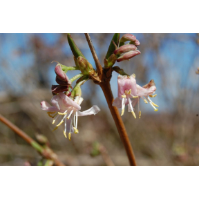 Lonicera standishii - Standish Honeysuckle