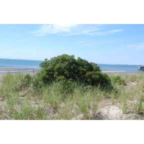 Myrica pensylvanica - Northern Bayberry