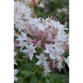 Rhododendron atlanticum - Coastal Azalea
