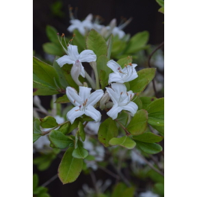 Rhododendron viscosum - Swamp Azalea